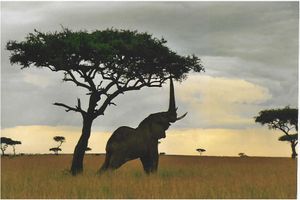 African (Savannah) Elephant reaching for leaves, in Kenya