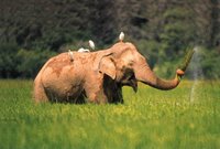 Elephant In Sri Lanka