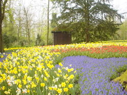 A flower garden in Lisse, Netherlands